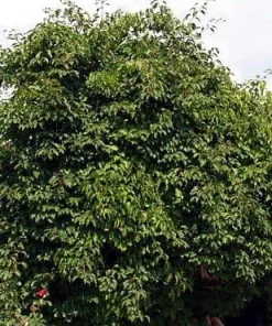 Issai Kiwi Vine Live Plant – Hardy Self-Fertile Female – 2.5