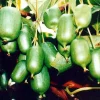 Issai Kiwi Vine Live Plant – Hardy Self-Fertile Female – 2.5" Pot – Zones 4-9 - Image 1