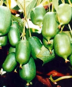 Issai Kiwi Vine Live Plant – Hardy Self-Fertile Female – 2.5