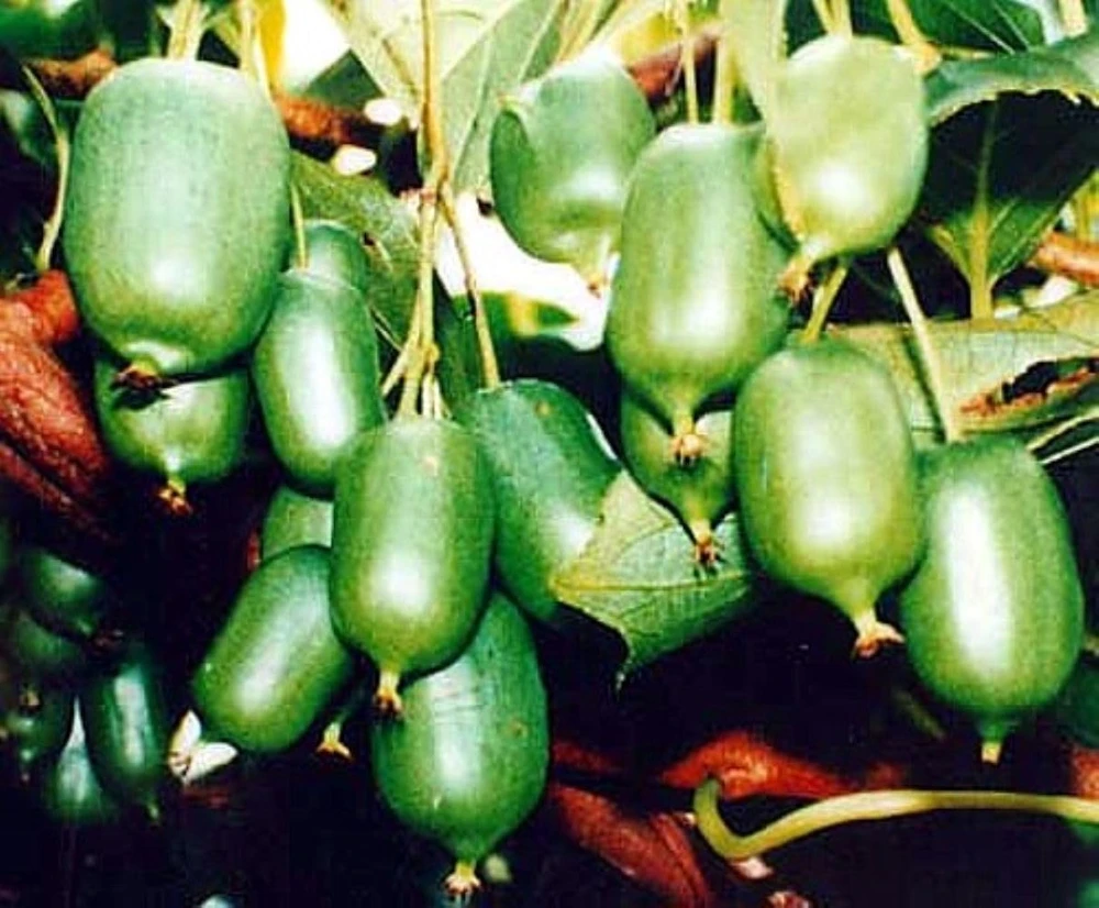 Issai Kiwi Vine Live Plant – Hardy Self-Fertile Female – 2.5" Pot – Zones 4-9 - Image 1