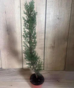 Italian Cypress , Cupressus sempervirens in 6