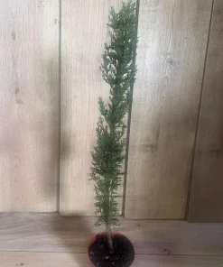 Italian Cypress , Cupressus sempervirens in 6