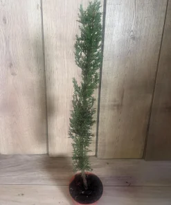 Italian Cypress , Cupressus sempervirens in 6