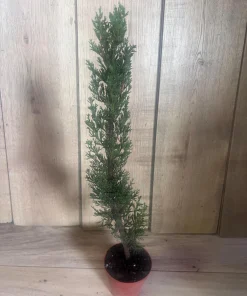 Italian Cypress , Cupressus sempervirens in 6