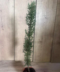 Italian Cypress , Cupressus sempervirens in 6