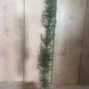 Italian Cypress , Cupressus sempervirens in 6" Pot - Image 1