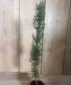Italian Cypress , Cupressus sempervirens in 6
