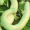 Italian Edible Squash Cucuzzi Seeds – 15 Seeds – Grow Your Own Vegetables - Image 1