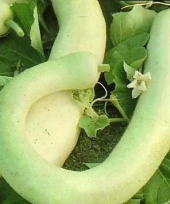 Italian Edible Squash Cucuzzi Seeds – 15 Seeds – Grow Your Own Vegetables - Image 1