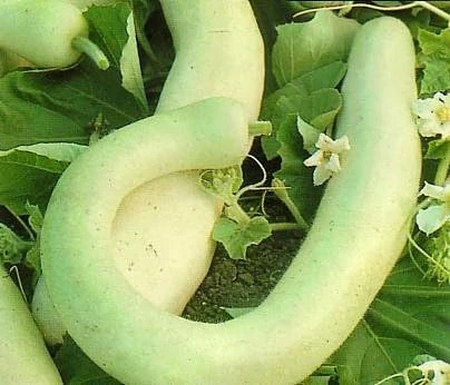 Italian Edible Squash Cucuzzi Seeds – 15 Seeds – Grow Your Own Vegetables - Image 1