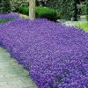 Italian Lavender Seeds - 150+ Heirloom Non-GMO Herb Seeds for Garden - Image 1