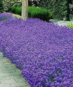 Italian Lavender Seeds - 150+ Heirloom Non-GMO Herb Seeds for Garden - Image 1
