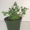 Italian Oregano Live Plant - Origanum vulgare - Culinary Herb - 3" Pot - Image 1