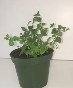 Italian Oregano Live Plant - Origanum vulgare - Culinary Herb - 3" Pot - Image 1