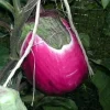 Italian Pink Bi-Color Eggplant Seeds - Heirloom Solanum melongena - 50 Seeds - Image 1