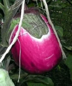 Italian Pink Bi-Color Eggplant Seeds - Heirloom Solanum melongena - 50 Seeds - Image 1