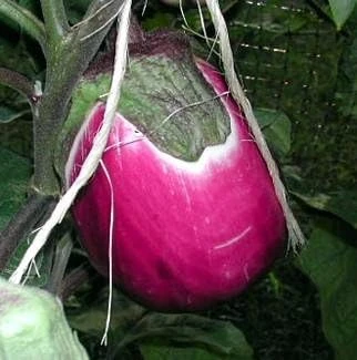 Italian Pink Bi-Color Eggplant Seeds - Heirloom Solanum melongena - 50 Seeds - Image 1