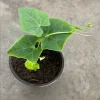 Ivy Gourd Live Plant - Organic Coccinia Grandis Vine in 4" Pot - Image 1