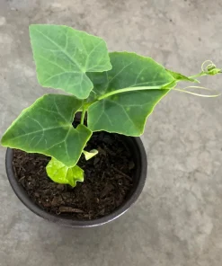 Ivy Gourd Live Plant - Organic Coccinia Grandis Vine in 4