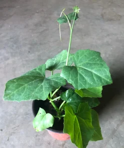 Ivy Gourd Live Plant - Organic Coccinia Grandis Vine in 4