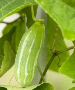 Ivy Gourd Live Plant - Organic Coccinia Grandis Vine in 4