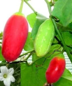 Ivy Gourd Live Plant - Organic Coccinia Grandis Vine in 4