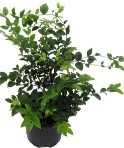 Jabuticaba Fruit Tree Live Plant - 6
