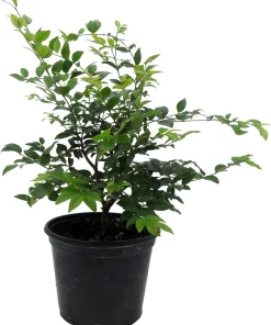 Jabuticaba Fruit Tree Live Plant - 6