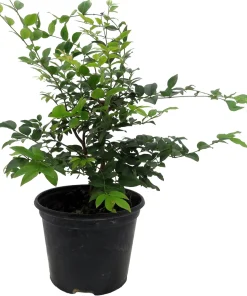 Jabuticaba Fruit Tree Live Plant - 6