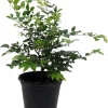 Jabuticaba Fruit Tree Live Plant - 6" Pot - Brazilian Grape Tree - Outdoor - Image 1