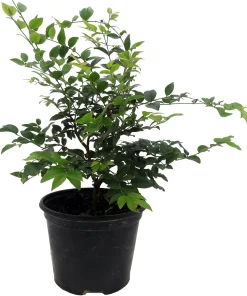 Jabuticaba Fruit Tree Live Plant - 6