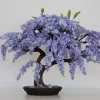 Jacaranda Mimosifolia Bonsai Tree Seeds - 10 Blue Flamboyant Seeds - Image 1