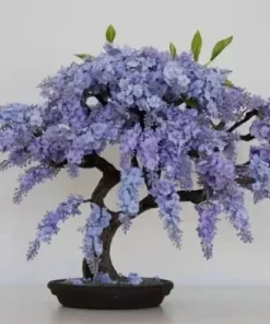Jacaranda Mimosifolia Bonsai Tree Seeds - 10 Blue Flamboyant Seeds - Image 1