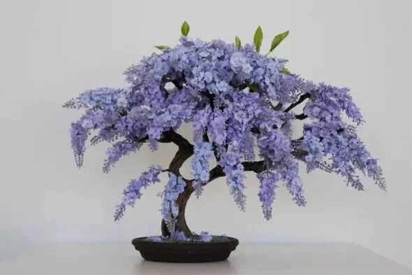 Jacaranda Mimosifolia Bonsai Tree Seeds - 10 Blue Flamboyant Seeds - Image 1