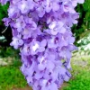 Jacaranda Mimosifolia Tree Seeds - 10 Blue Flamboyant Flowering Seeds - Image 1