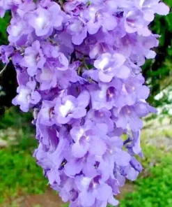 Jacaranda Mimosifolia Tree Seeds - 10 Blue Flamboyant Flowering Seeds - Image 1