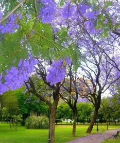 Jacaranda Mimosifolia Tree Seeds - 10 Blue Flamboyant Flowering Seeds - Image 2