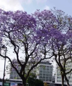 Jacaranda Mimosifolia Tree Seeds - 10 Blue Flamboyant Flowering Seeds - Image 3