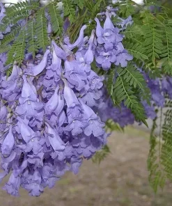 Jacaranda Mimosifolia Tree Seeds - 10 Blue Flamboyant Flowering Seeds - Image 4
