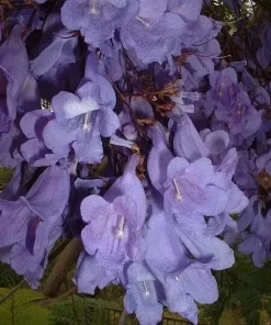 Jacaranda Mimosifolia Tree Seeds - 10 Blue Flamboyant Flowering Seeds - Image 5