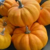 Jack Be Little Pumpkin Seeds - 15 Seeds for Miniature Pumpkins - Image 1