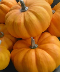 Jack Be Little Pumpkin Seeds - 15 Seeds for Miniature Pumpkins - Image 1