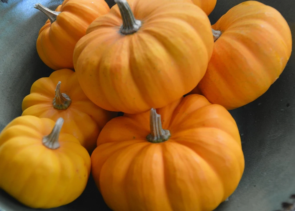 Jack Be Little Pumpkin Seeds - 15 Seeds for Miniature Pumpkins - Image 1