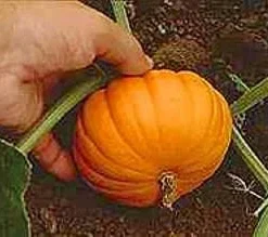 Jack Be Little Pumpkin Seeds - 15 Seeds for Miniature Pumpkins - Image 2