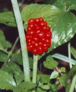Jack-In-The-Pulpit Bulbs - Arisaema triphyllum 5 Pack - Indian Turnip - Image 2