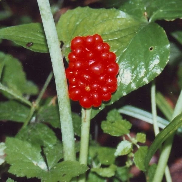 Jack-In-The-Pulpit Bulbs - Arisaema triphyllum 5 Pack - Indian Turnip - Image 2