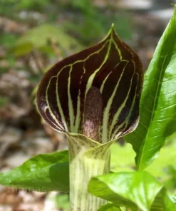 Jack-In-The-Pulpit Bulbs - Arisaema triphyllum 5 Pack - Indian Turnip - Image 4