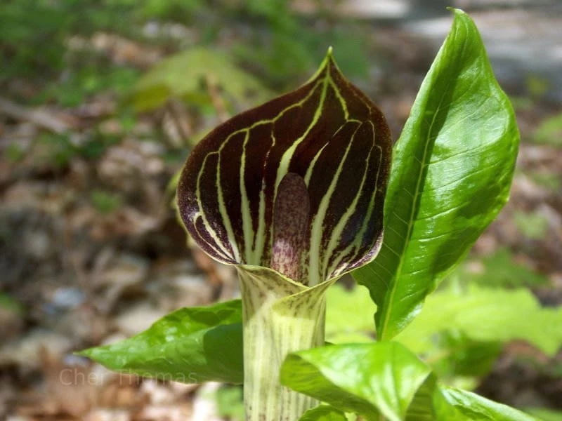 Jack-In-The-Pulpit Bulbs - Arisaema triphyllum 5 Pack - Indian Turnip - Image 4