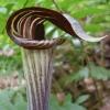 Jack-In-The-Pulpit Bulbs - Arisaema triphyllum 5 Pack - Indian Turnip - Image 1