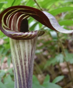 Jack-In-The-Pulpit Bulbs - Arisaema triphyllum 5 Pack - Indian Turnip - Image 1